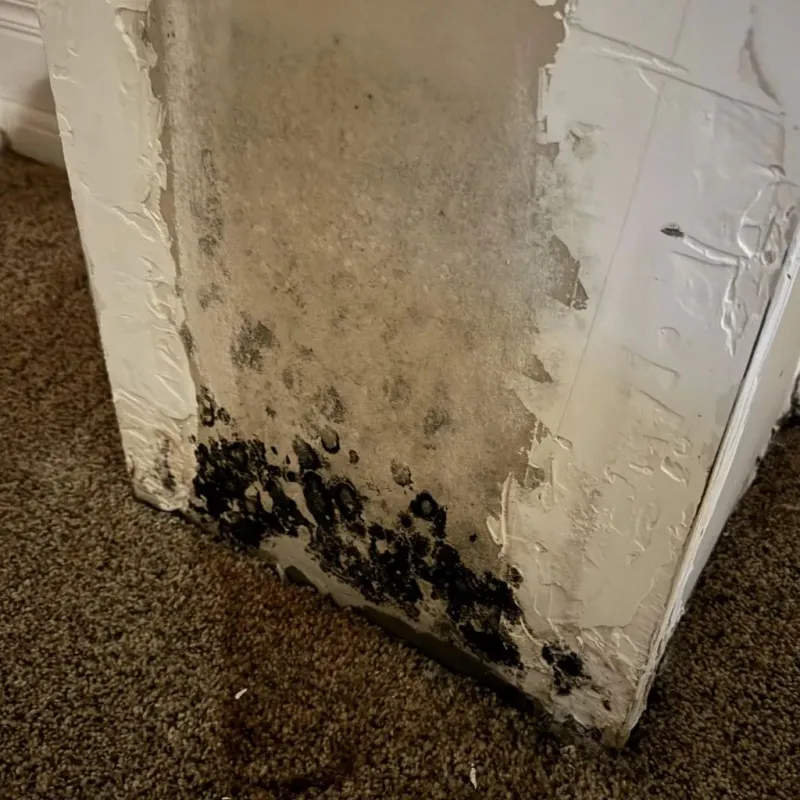 Professional Mold Removal in Lewistown, IL